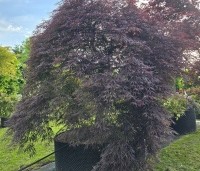Acer palmatum 'Inaba-shidare' - Japanse Esdoorn 'Inaba-shidare' - 2
