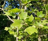 Platanus hispanica - Plataan - blad in mei