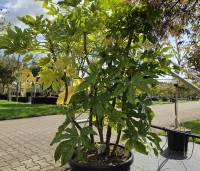 Fatsia Japonica - Groenblijvende japanse vingerplant - 2