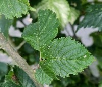 Ulmus Columella - Hollandse resistente zuil-iep - 1