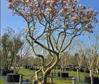 Magnolia soulangeana - Magnolia soulangeana - 1