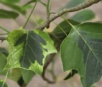 Liriodendron tulipifera 'Aureomarginatum' - Tulpenboom 'Aureomarginatum' - 2