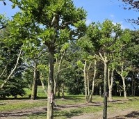 Platanus x hispanica 'Alphen's Globe' - Plataan - 4