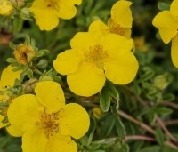 Potentilla fruticosa 'Goldteppich' - Ganzerik 'Goldteppich' - 1