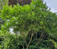 Rhus typhina - Fluweelboom - 2