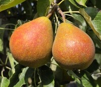Pyrus com. 'Gieser Wildeman"  - Pyrus com. 'Gieser Wildeman"  - 2