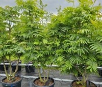 Sorbus 'Dodong' - Lijsterbes 'Dodong' - april 2024