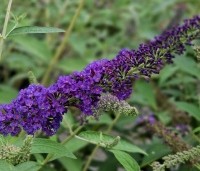Buddleja davidii 'Empire Blue' - Vlinderstruik 'Empire Blue' - 2