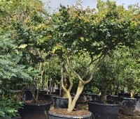 Parrotia persica - Perzisch IJzerhout - 1