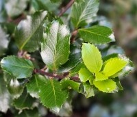 Ilex meserveae 'Blue Prince' - Blauwe hulst 'Blue Prince - 2