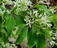 Chionanthus retusus - Sneeuwvlokkenboom - 5