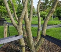 Parrotia persica - Perzisch IJzerhout - 1