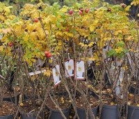 Rosa rugosa 'Alba' - Bottelroos - potgekweekt