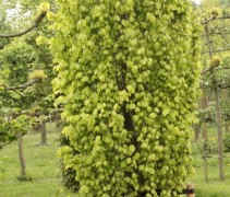Fagus sylvatica 'Dawyck Gold'