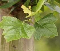 Jonge blad Platanus hispanica 