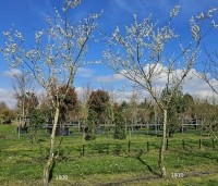Prunus dom. 'Reine Claude Verte' - Prunus dom. 'Reine Claude Verte' - 1