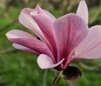 Magnolia 'Galaxy' - Beverboom - 1