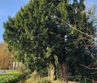Taxus baccata - Venijnboom - 2