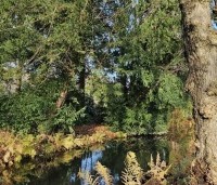 Taxus baccata - Venijnboom - 1