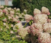 Hydrangea paniculata 'Limelight' - Pluimhortensia 'Limelight' - najaar