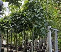 Ulmus 'Camperdownii' - Prieel-iep - 1