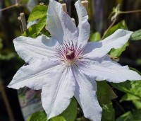 Clematis 'Snow Queen' - Bosrank 'Snow Queen' - 1