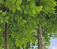 Gymnocladus dioica - Doodsbeenderenboom - 2