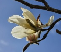Magnolia Kobus - Beverboom - 4