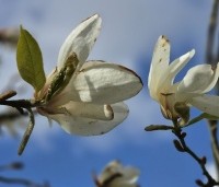 Magnolia Kobus - Beverboom - 3