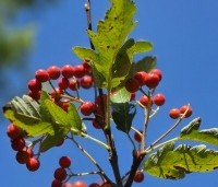 Sorbus intermedia - Lijsterbes - 1
