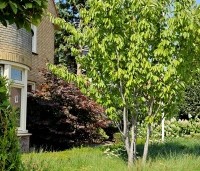 Prunus serrulata 'Sunset Boulevard' - Japanse Sierkers - 1