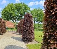 Fagus sylvatica 'Atropunicea' - Rode beuk - 3