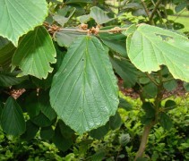 blad Hamamelis intermedia ‘Arnold Promise’