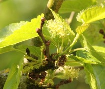 Morus Alba