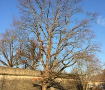 Quercus Rubra