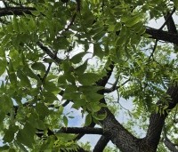 Juglans nigra - Zwarte Notenboom - 1
