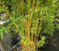 Phyllostachys aureosulcata 'Aureocaulis' - Gele Bamboe - 1