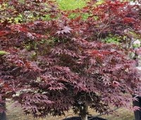 Acer palmatum 'Fireglow' - Japanse Esdoorn 'Fireglow' - 1