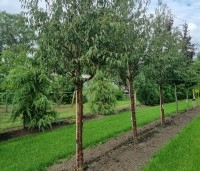 Prunus serrula - Tibetaanse Sierkers - Afbeelding 4