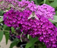 Buddleja davidii 'Royal Red' - Vlinderstruik 'Royal Red' - 2