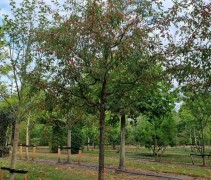 Malus toringoides 'Mandarin'