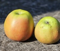 Malus dom. 'Delcorf' - Malus 'Delcorf' - 1