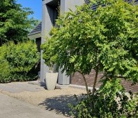 Koelreuteria paniculata - Chinese vernisboom - 1