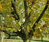 Carpinus betulus - Haagbeuk - 1