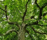 Aesculus hippocastanum - Witte paardenkastanje - 9