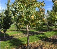 Liquidambar styraciflua - Amberboom - 1