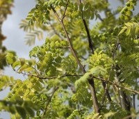 Sorbus aucuparia 'Wettra' - opgaand groeiende lijsterbes - 1