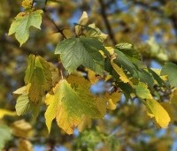 Acer platanoides - Noorse Esdoorn - 3