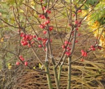 Malus Red Sentinel