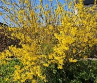 Forsythia intermedia 'Spectabilis' - Chinees klokje 'Spectabilis' - vakbeplanting - 3